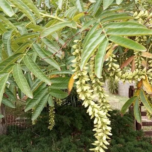 シナサワグルミ（支那沢胡桃） (Pterocarya stenoptera)-i