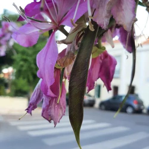 ムラサキソシンカ（紫蘇芯花） (Bauhinia purpurea)-i