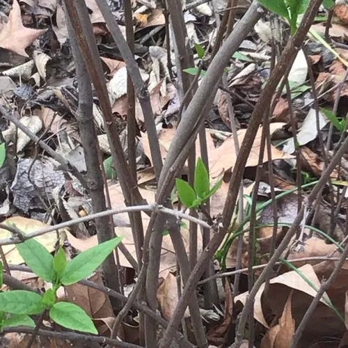 California spicebush (Calycanthus occidentalis)-i