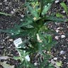 Wolfsbane (Aconitum vulparia)-i