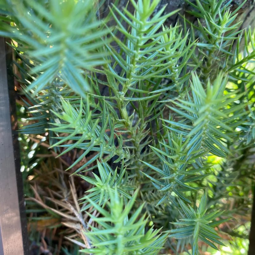 パラナマツ（パラナ松） (Araucaria angustifolia)-i