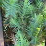 パラナマツ（パラナ松） (Araucaria angustifolia)-i