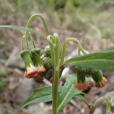 ベニバナボロギク（紅花襤褸菊）