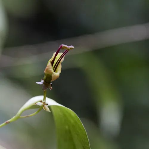 ナガミカズラ（長実葛） (Aeschynanthus acuminatus)-i