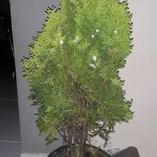 ニオイヒバ（匂檜葉） (Thuja occidentalis)-i