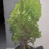 ニオイヒバ（匂檜葉） (Thuja occidentalis)-i