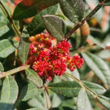 Chios mastictree