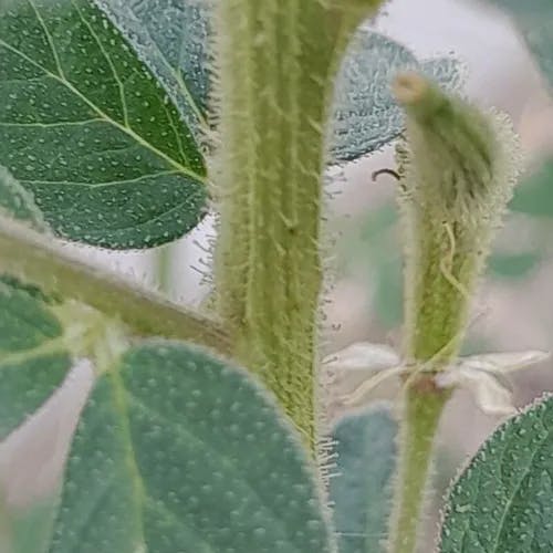 Asian spiderflower (Cleome viscosa)-i