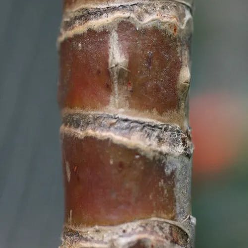 センネンボク（千年木） (Cordyline fruticosa)-i