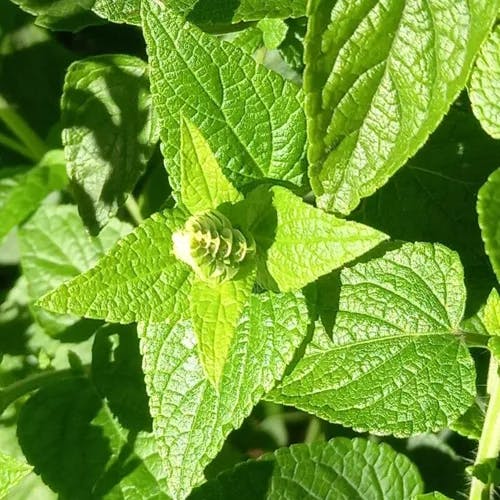 ベニバナサルビア（紅花サルビア） (Salvia coccinea)-i