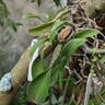 walker's cattleya (Cattleya walkeriana)-i