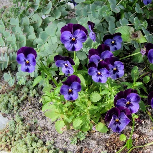 フモトスミレ（麓菫） (Viola sieboldii)-i