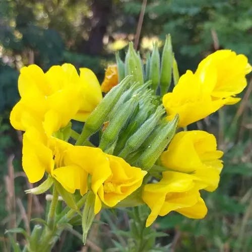 メマツヨイグサ（雌待宵草） (Oenothera biennis)-i