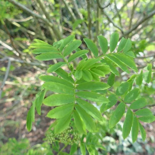 ウラジロナナカマド（裏白七竈） (Sorbus matsumurana)-i