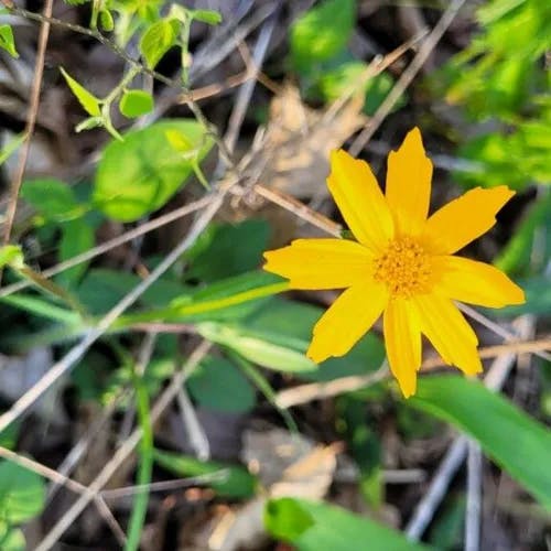 Lobed tickseed (Coreopsis auriculata)-i