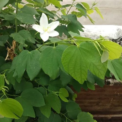 ソシンカ（素心花） (Bauhinia acuminata)-i