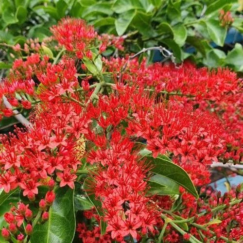 Flame vine (Combretum coccineum)-i