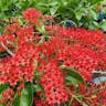 Flame vine (Combretum coccineum)-i