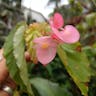 ベニバナベゴニア（紅花ベゴニア） (Begonia coccinea)-i