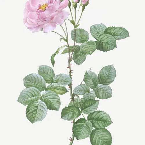 ダマスクバラ（ダマスク薔薇） (Rosa damascena)-i