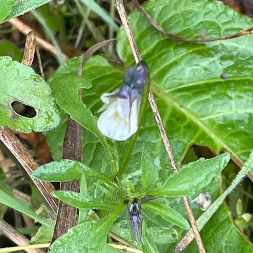マキバスミレ（牧場菫） (Viola arvensis)-i