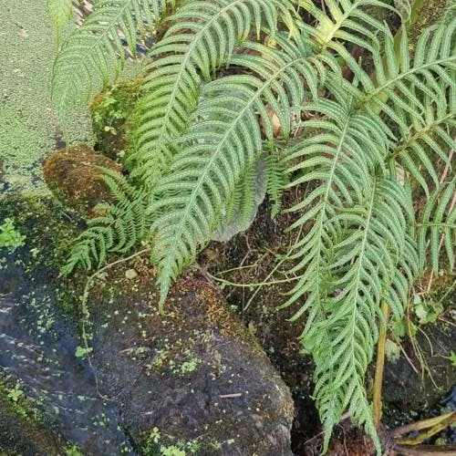 コモチシダ（子持羊歯） (Woodwardia orientalis)-i