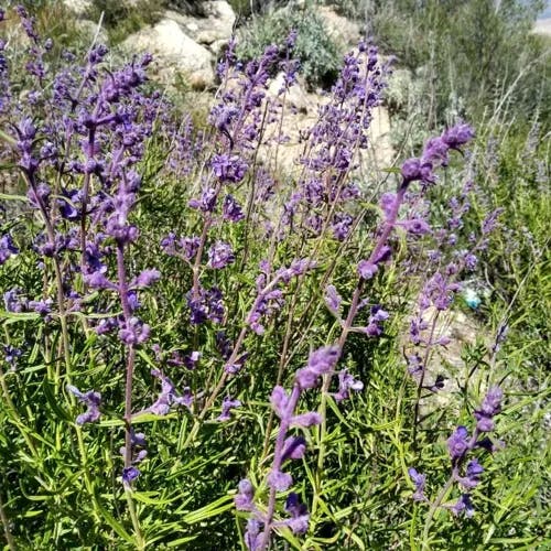 Woolly bluecurls (Trichostema lanatum)-i