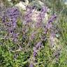 Woolly bluecurls (Trichostema lanatum)-i