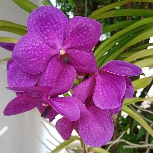 ヒスイラン（翡翠蘭） (Vanda coerulea)-i