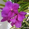 ヒスイラン（翡翠蘭） (Vanda coerulea)-i