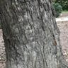 Netleaf white oak (Quercus polymorpha)-i