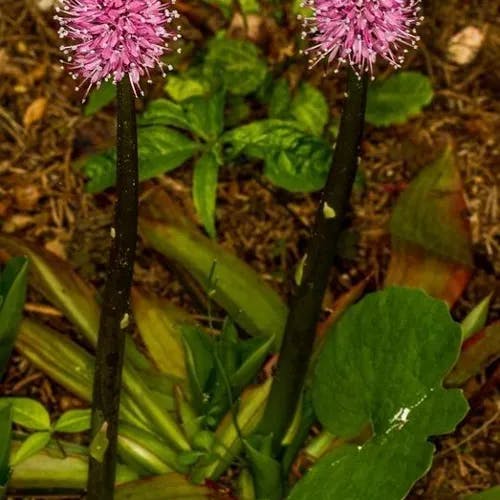 Swamp-pink (Helonias bullata)-i