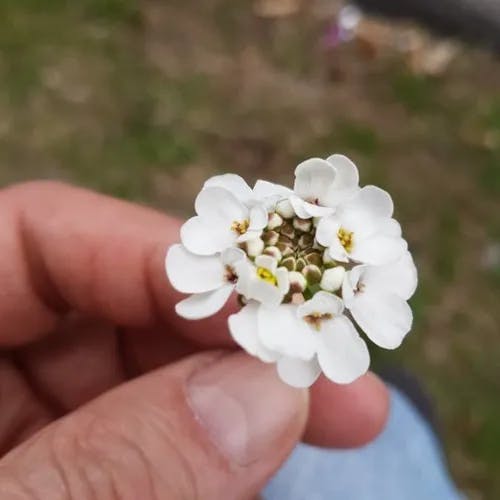 トキワマガリバナ（常葉曲がり花） (Iberis sempervirens)-i