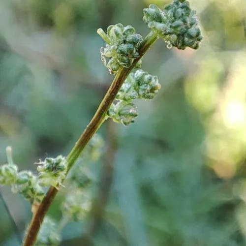 Common orache (Atriplex patula)-i