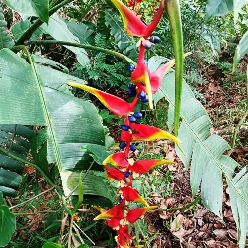 False bird of paradise (Heliconia platystachys)-i