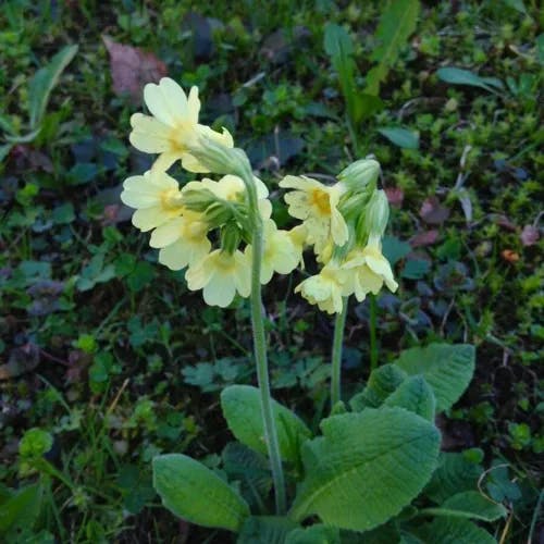 Oxlip (Primula elatior)-i
