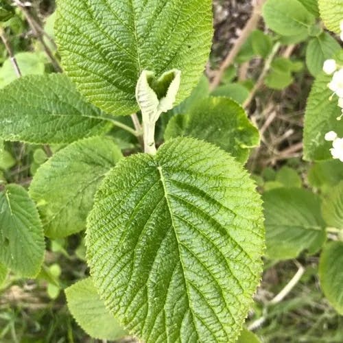 Mealytree (Viburnum lantana)-i