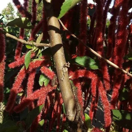 ベニヒモノキ（紅紐木） (Acalypha hispida)-i