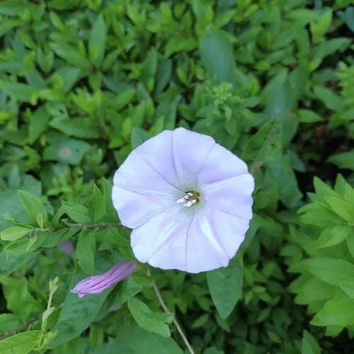 コヒルガオ（小昼顔） (Calystegia hederacea)-i