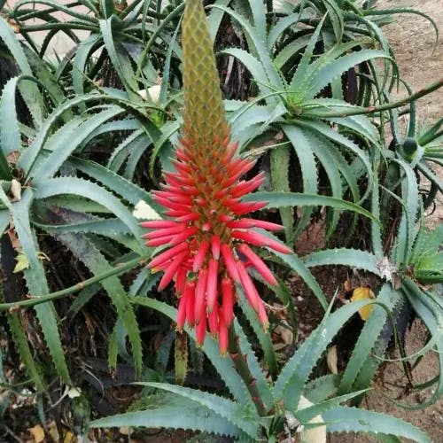 アロエ（蘆薈） (Aloe arborescens)-i