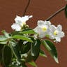 Mexican-olive (Cordia boissieri)-i