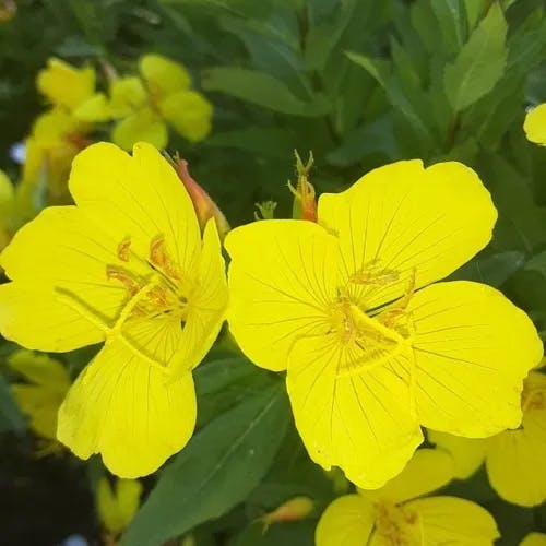 Meadow evening primrose (Oenothera pilosella)-i