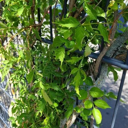 アメリカノウゼンカズラ（亜米利加凌霄花） (Campsis radicans)-i