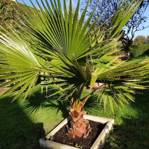 ワシントンヤシ（華盛頓椰子） (Washingtonia filifera)-i