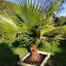 ワシントンヤシ（華盛頓椰子） (Washingtonia filifera)-i