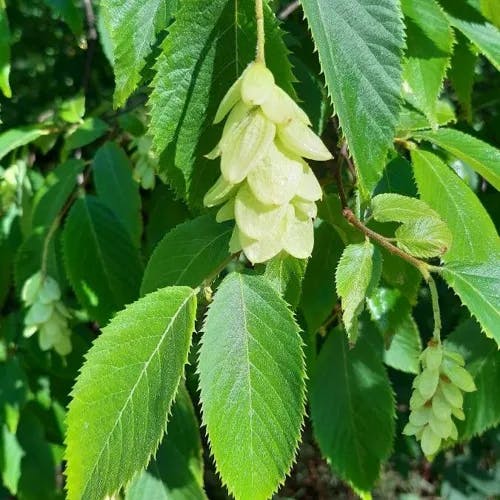 American hop-hornbeam (Ostrya virginiana)-i