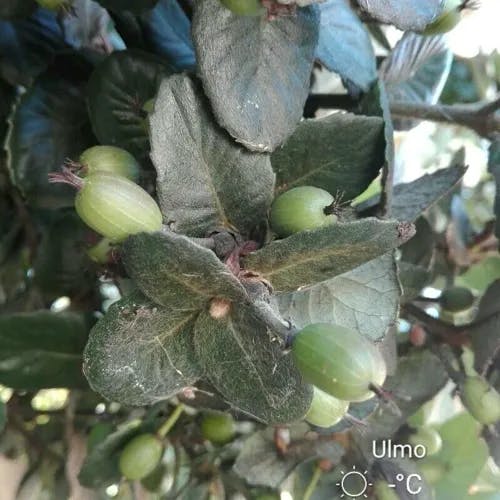 Ulmo (Eucryphia cordifolia)-i