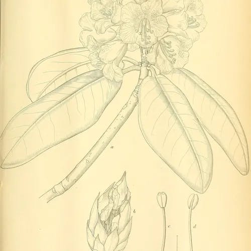 ハクサンシャクナゲ（白山石楠花） (Rhododendron brachycarpum)-i