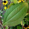 アラゲハンゴンソウ（荒毛反魂草） (Rudbeckia hirta)-i