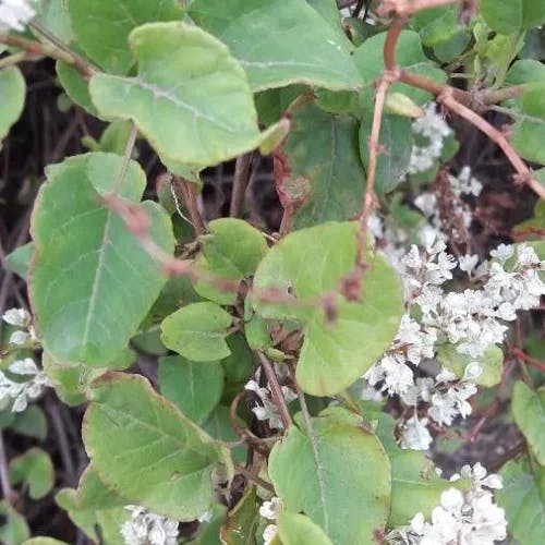 ナツユキカズラ（夏雪蔓） (Fallopia baldschuanica)-i